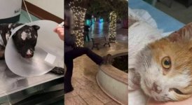 Il problema della violenza sugli animali oltre i deliri social (di Franco Marino)